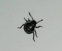 Leider haben wir jetzt (seit 3 wochen) einen starken befall von kleinen schwarzen käfern auf unseren rosen. Schwarze Kleine Kafer Im Haus Tiere Garten Insekten