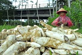 Naik sampan nak ke seberang pergi bersama dengan di dara hamba dagang di negeri orang jauh dari sanak saudara. Bupati Wonogiri Motivasi Petani Singkong Republika Online