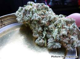 How to grow marijuana hydroponically big buddha cheese marijuana strain review and pictures how to get rid of cutworms on your marijuana plants how to grow the og kush marijuana. Original Guide To Drying And Curing Marijuana Buds Grow Weed Easy