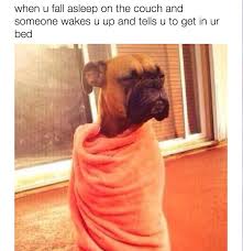 Share with anyone, anytime, and anywhere without fear of insulting someone unknowingly. 20 Funny Animal Memes That Ll Make You Roar With Laughter Lovely Animals World Funny Animal Jokes Crazy Funny Memes Funny Animal Memes