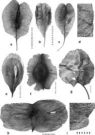 Image result for Pteleopsis anisoptera