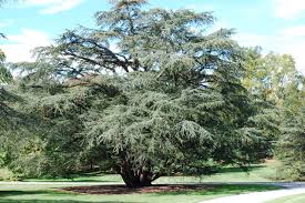 Atlas cedarwood is a conifer. Great Design Plant Cedrus Atlantica Glauca