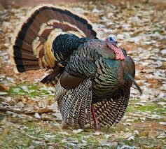 Wild Thanksgiving Turkey Pet Turkey Pets Beautiful Birds