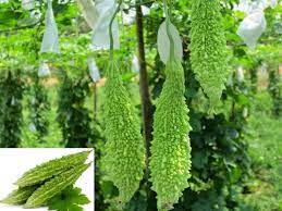 Life cycle of a bitter gourd. Bitter Gourd Farming Karela Cultivation A Full Guide Agri Farming