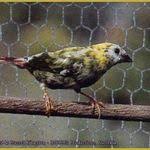 Pin On Finches