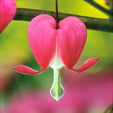 Maybe you would like to learn more about one of these? Bleeding Heart Photograph By Rona Black