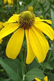 Pin On Perfect Perennials