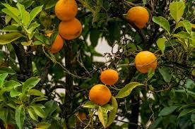 Have we been eating them wrong? Orange Tree Leaves Turn Yellow Help For An Orange Tree With Yellow Leaves