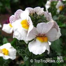 Image result for Nemesia fruticans