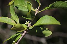 Image result for Tricalysia niamniamensis