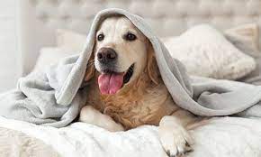 If you need information on a specific procedure or to ask for a quote, please call us directly at 510 653 0212. Pet Insurance Payment Options Broadway Pet Hospital