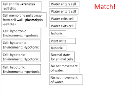 Plant cells in hypotonic environment. Passive Transport Prezentaciya Onlajn