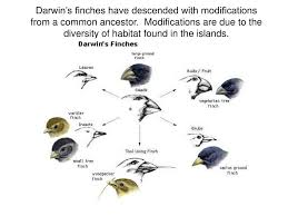 Common descent is a term within evolutionary biology which refers to the common ancestry of a such evolution from a universal common ancestor is thought to have involved several speciation although the overarching structure of the pentadactyl limbs is similar, various modifications have. Ppt Darwin S Finches Have Descended With Modifications From A Common Ancestor Modifications Are Due To The Diversity Of Ha Powerpoint Presentation Id 1428119