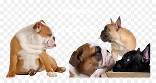 Both english and french bulldogs were bred with pugs, as well, changing the shape of the muzzle. French Bulldog Puppies French Bulldog And British Bulldog Hd Png Download Vhv
