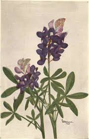 Image result for Vernonia amblyolepis