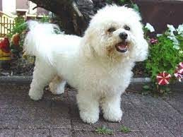 الكلاب المنزلية الأليفة اشهر انواع السلالات صور واسماء الحيوانات للاطفال المواصفات فيديو youtube bichon frise bichon little dogs