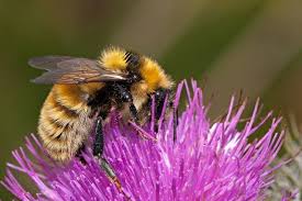 Image result for Bombus distinguendus