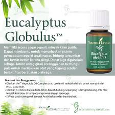 Only available to young living members. Eucalyptus Globulus Essential Oil Minyak Esensial Young Living Minyak