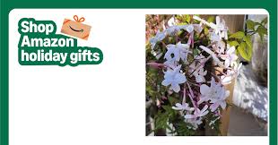 Image result for Aframomum polyanthum