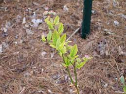Chlorosis in blueberry plants occurs when a lack of iron prevents the leaves from producing chlorophyll. What Causes Blueberry Chlorosis Reasons For Discolored Blueberry Leaves