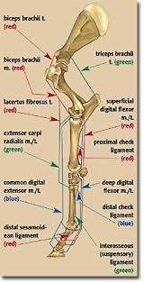 Inadequate nutrition during these times will stunt the bone growth in a foal, while an overabundance of certain nutrients. Understanding Energy Content In Horse Feeds The Horse Horse Anatomy Horse Massage Anatomy