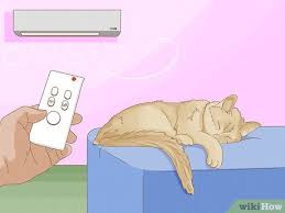 Outdoor cats should have access to additional water bowls. 3 Ways To Cool Your Cat Down In The Summer Wikihow