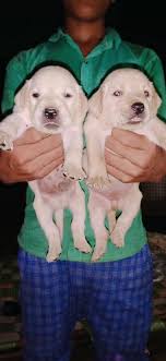 Maybe you would like to learn more about one of these? Dog For Sale Ara Bhojpur Patna Home Facebook