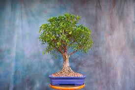 Image result for Ficus fischeri