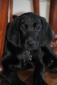 Black And White Hound Mix Dog Black Lab Hound Mix Puppy Peace Love Dogs Black Dog Hound Puppies