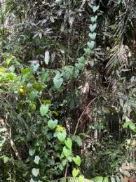 Image result for Cardiopteridaceae