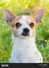 Check spelling or type a new query. Funny White Chihuahua Image Photo Free Trial Bigstock
