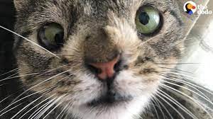 Can Cats Have Down Syndrome Persian Cat Corner