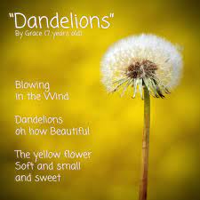 Dandelions Poem By Grace 7 Years Old Flower Soft Dandelion Flowers