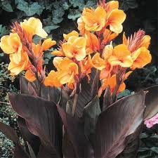 The plant is native to south africa and is similar in appearance to the iris plant. Shop Louis Cotton Dwarf Canna Breck S Canna Flower Canna Bulbs Summer Flowering Bulbs