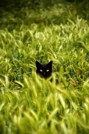 Bi Kedi Gordum Sanki Cats Crazy Cats Animals