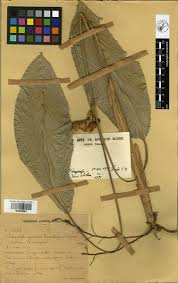 Image result for Sarcophrynium brachystachyum