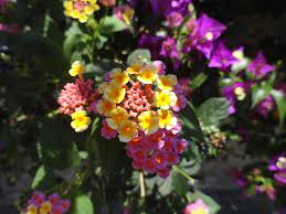 Maybe you would like to learn more about one of these? How Flowers Get Their Color Proflowers Blog