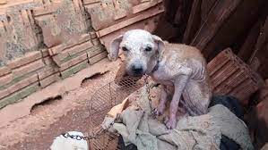 He Was A Fragile, Blind, Emaciated Puppy Hiding Under The Bridge Alone Ignored By Human... - YouTube