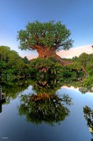 Walt Disney World Animal Kingdom Tree Reflection Animal Kingdom Disney Disney World Florida Disney World Pictures