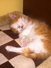 About Us Cute Animals Pretty Cats Animals