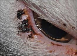 Tumors on your cat's eyelid are visible and usually noticed by pet owners. Eyelids And Orbit Veterian Key