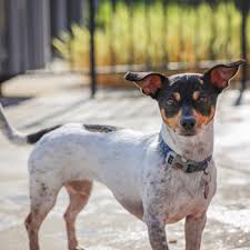 She also gets along with other dog and loves to sit in your lap. Rat Terrier Breed Information Characteristics Heath Problems Dogzone Com