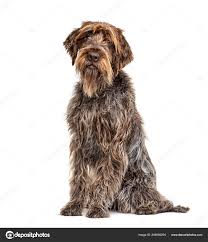 Image result for griffon korthalsův