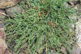 Image result for Urochloa panicoides