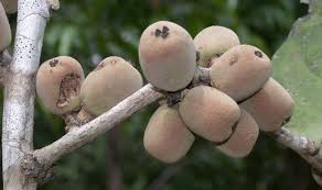 Image result for Drypetes