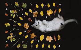 So, when it comes to cats and flowers, which depending on toxicity, you may be advised to watch for signs of poisoning, or you might need to bring your feline friend into the clinic, stat. The Ultimate List Of Toxic Plants For Cats Happy Tails Blog