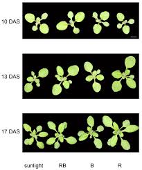 Analysis Of Arabidopsis Thaliana Growth Behavior In Different Light Qualities Protocol Translated To Arabic