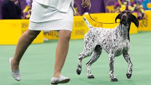 We encourage all prospective puppy owners to do. German Shorthaired Pointer Cj Wins Westminster Dog Show