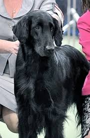 Join millions of people using oodle to find puppies for adoption, dog and puppy listings, and other pets adoption. Kiwiline Flat Coated Retrievers Posts Facebook