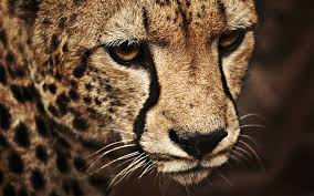 You can also upload and share your favorite cheetah wallpapers hd. 1000 Best Cheetah Mac Wallpapers Free Hd Download Allmacwallpaper
